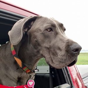 Meet your Posher, Randy